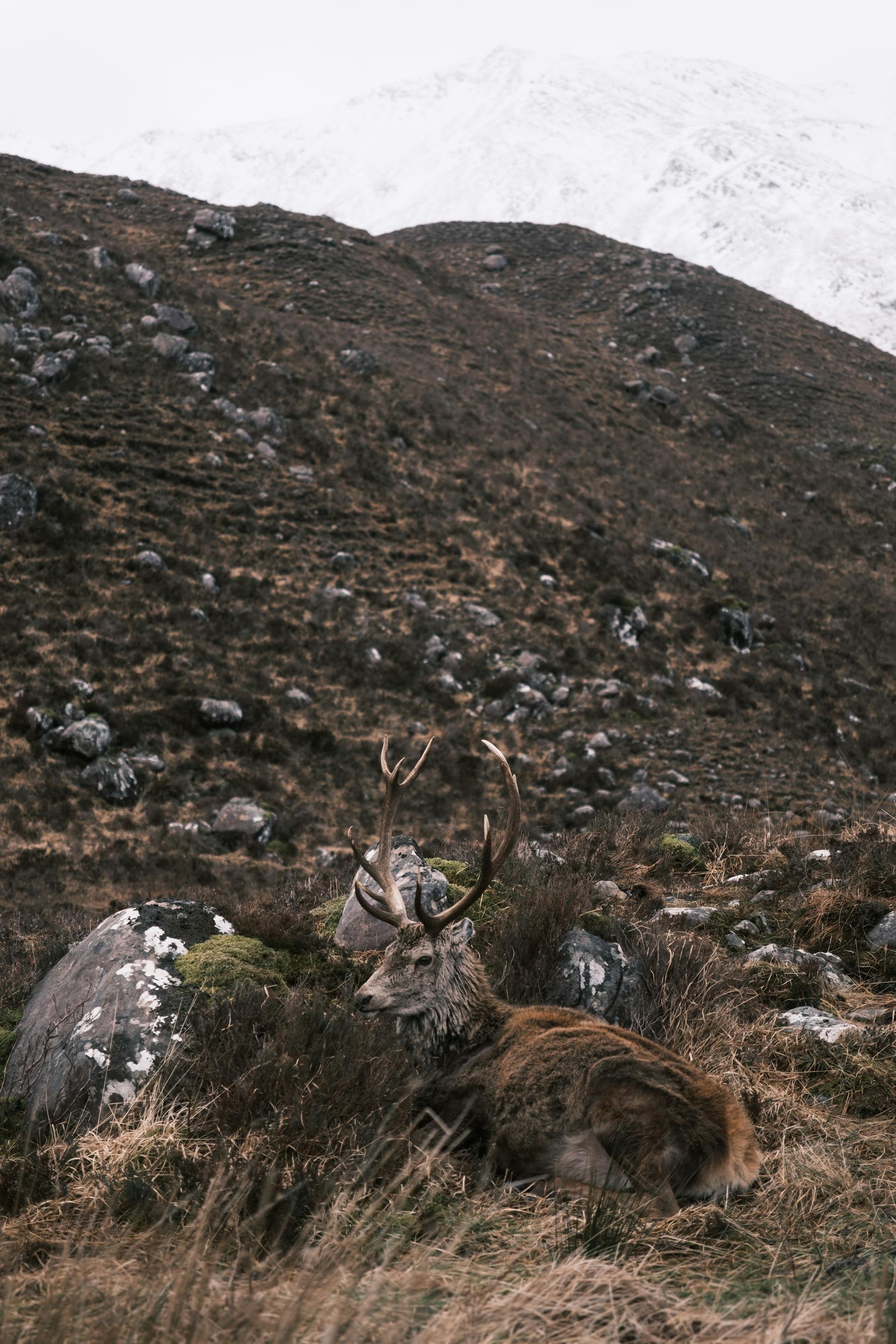 Scottish wildlife